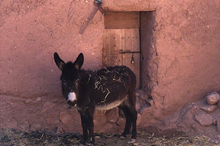 Bedste Marrakech til Merzouga 3 D 2N Sahara Desert Tour Adventure