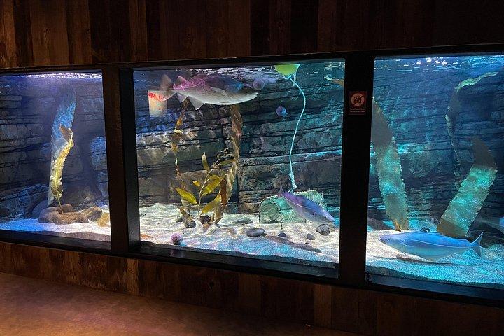 ベルーガとパフィン サンクチュアリ ビジター センターと水族館