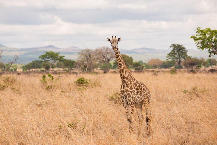 3 dagars privat Mikumi National Park Wildlife Encounter Safari Tour