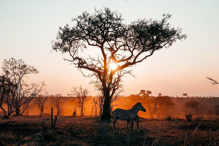 3 dagars privat Mikumi National Park Wildlife Encounter Safari Tour