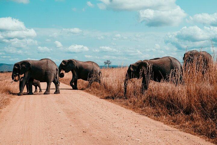 3 dagars privat Mikumi National Park Wildlife Encounter Safari Tour