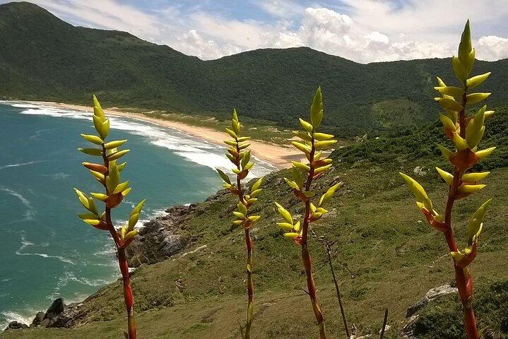 Sentier à travers Lagoinha do Leste à Florianópolis