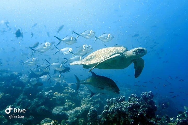 Pinzon Island and La Fe Snorkeling Day Trip