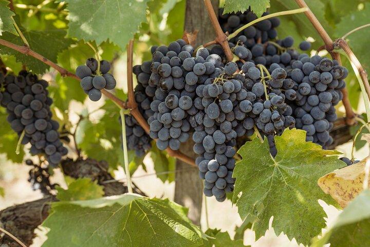 5 degustações de vinhos em San Gimignano