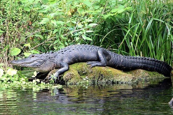 Öko-Abenteuertour durch die Everglades