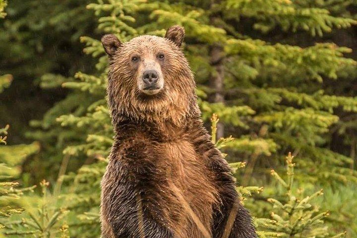 Wilderness and Wildlife Hiking Tour - 3hr Hike