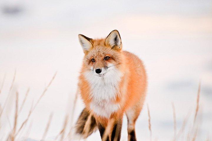 Canmore: Wilderness & Wildlife Tour - 2hr Walk