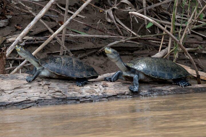 6-daagse tour in Manu National Park / Cusco - Puerto Maldonado
