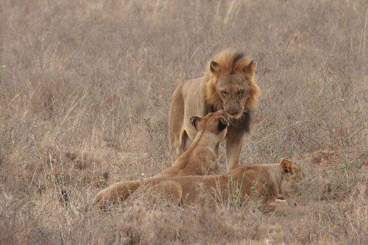 Visite partagée du groupe du parc national de Nairobi