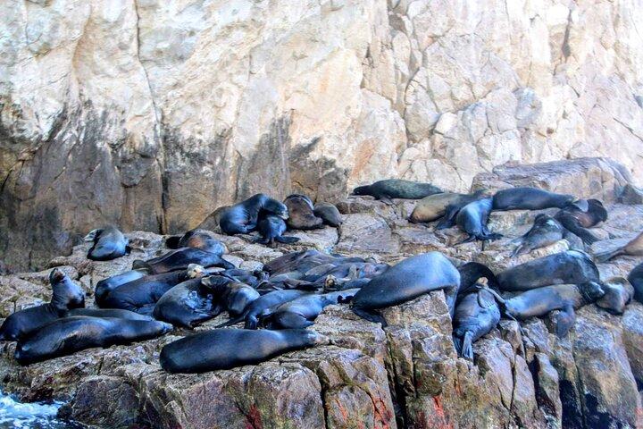 Snorkling og hvalsafari-tur i Cabo