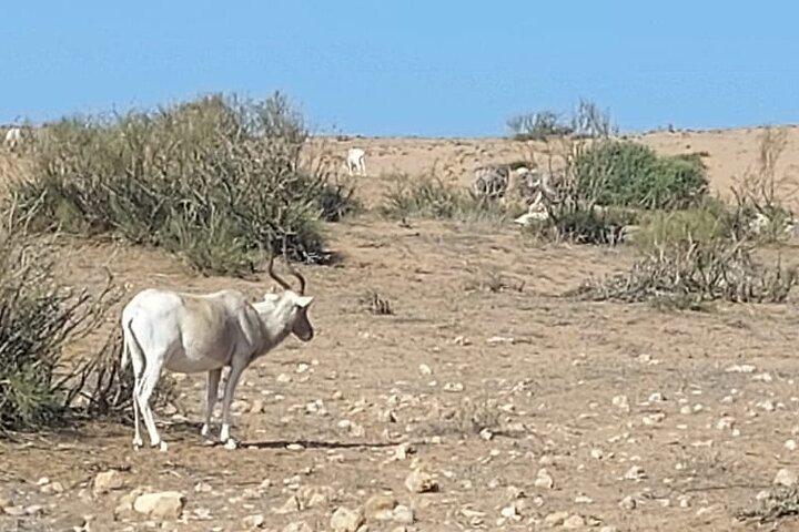 Parco Nazionale Souss Massa Gita da Agadir