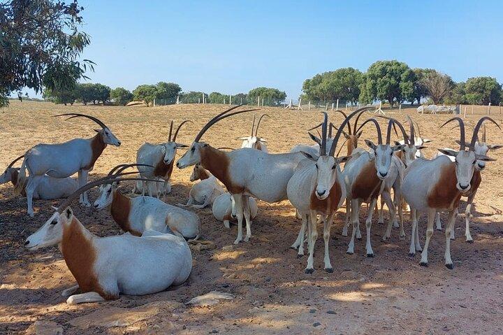Parco Nazionale Souss Massa Gita da Agadir