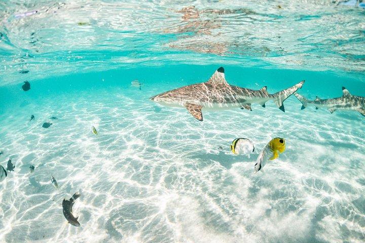 3-timers snorkeltur