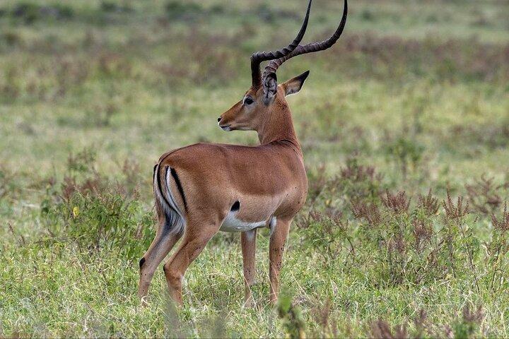 6日間のマサイマラ保護区、ナイバシャ湖、アンボセリ国立公園