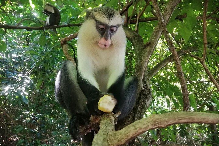 Full-Day Volta Experience ( Mount Gemi and Monkey Sanctuary) Private Tour