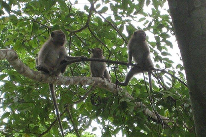 Khaosok Jungle Exploration from Khaolak