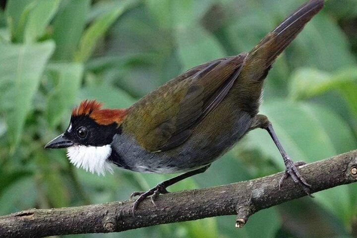 Curi-Cancha Birdwatching Tour in Monteverde