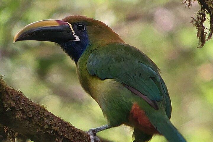 Curi-Cancha Birdwatching Tour in Monteverde