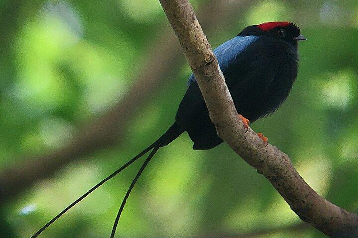 Curi-Cancha Birdwatching Tour | Grupo pequeno