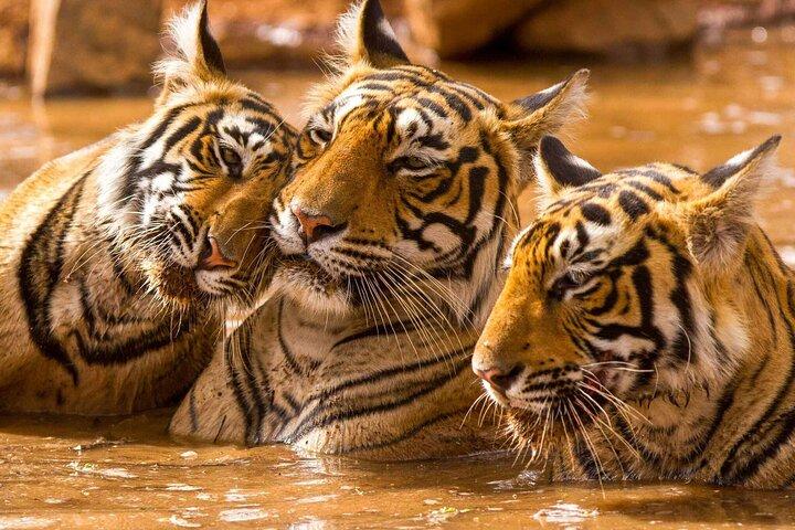 Private geführte ganztägige Ranthambore National Park Tour von Jaipur