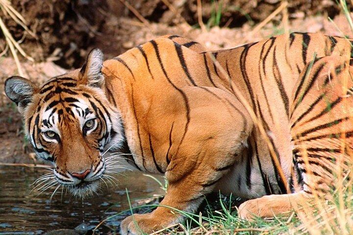 Private geführte ganztägige Ranthambore National Park Tour von Jaipur