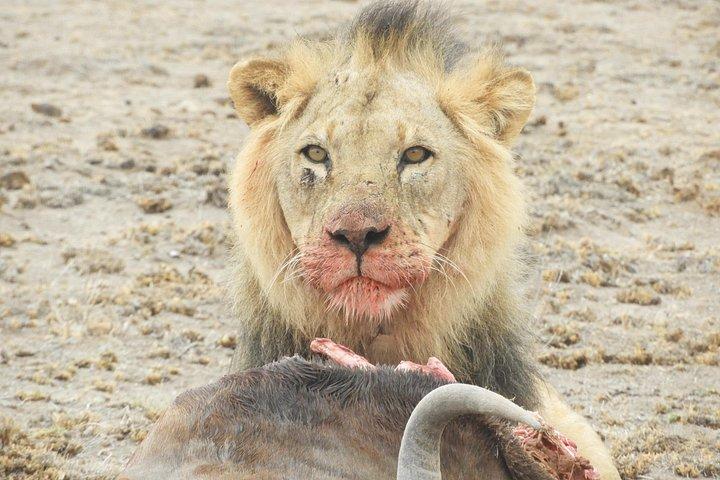 Aventura privada: Nairobi park, Centro de elefantes y jirafas