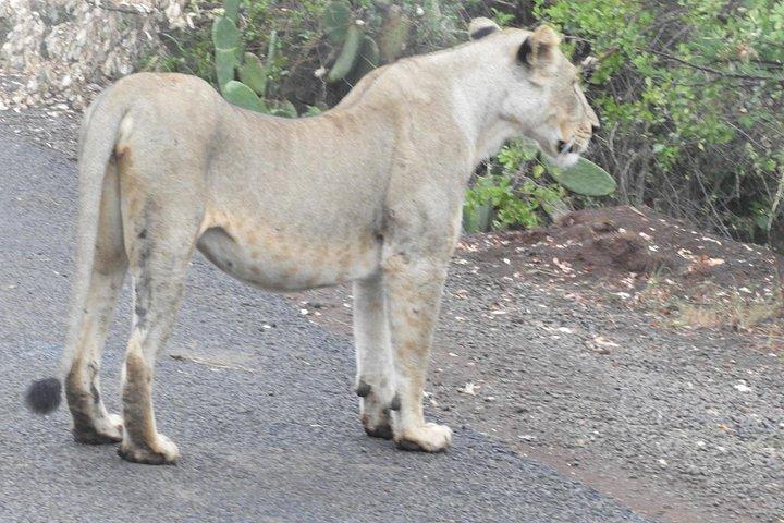 Aventura privada: Nairobi park, Centro de elefantes y jirafas