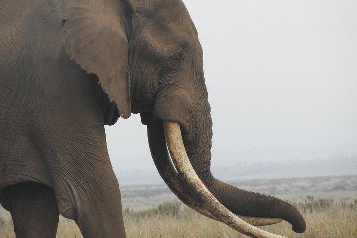 Amboseli-Tagestour ab Nairobi