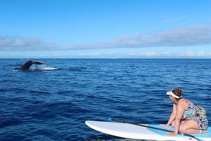 Private Paddleboard (SUP) Whale Watch: All Skill Levels Welcome