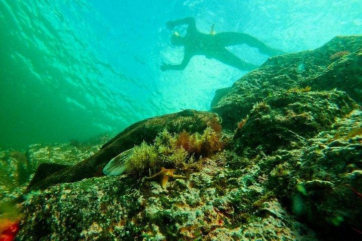 Snorkel Alaska