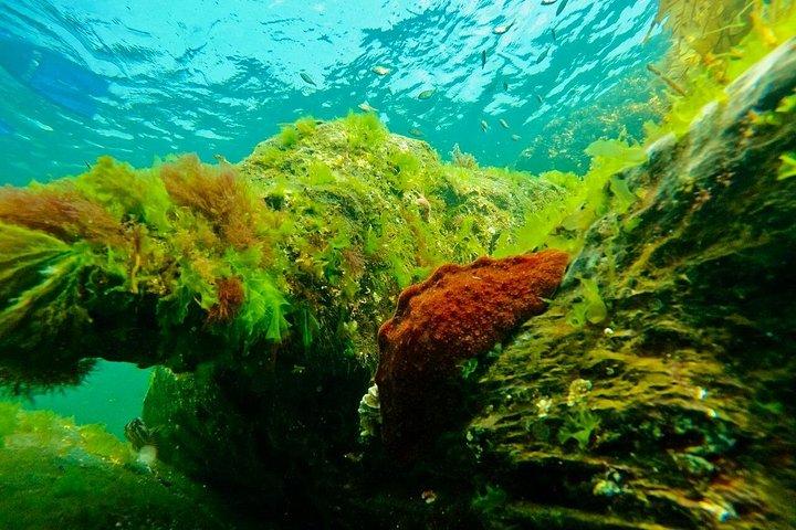 Snorkel Alaska