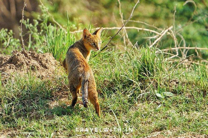 シャンバル リバー サファリ