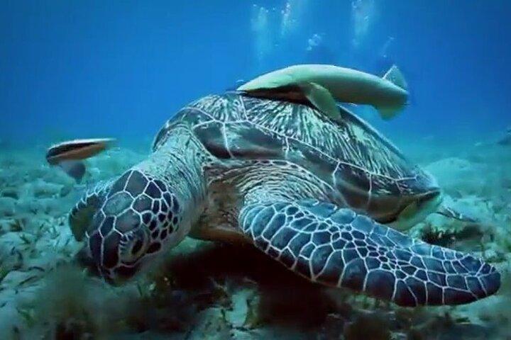 Kleine Gruppe zum Dolphin House und Banana Boat Fun von Hurghada