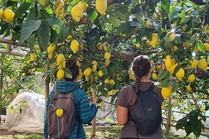 Lemon path hike - Amalfi coast