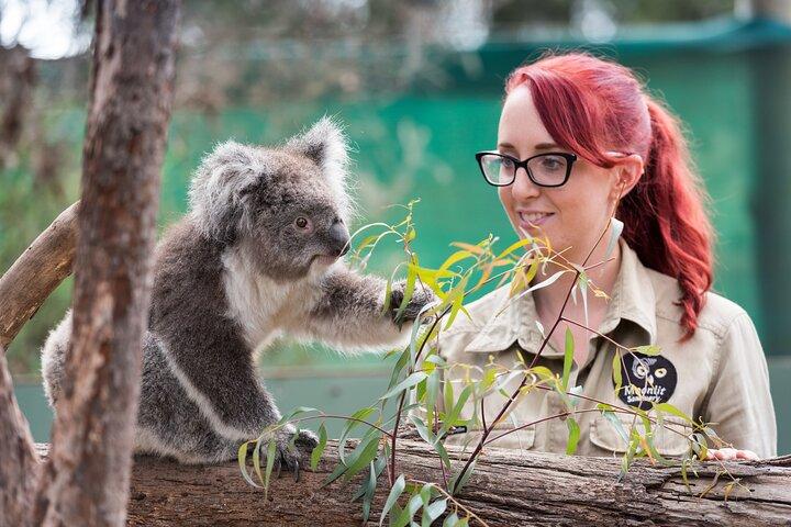 カンガルー、コアラ、ペンギン パレード付きフィリップ アイランド 1 日ツアー