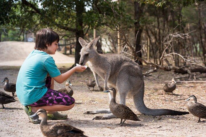 カンガルー、コアラ、ペンギン パレード付きフィリップ アイランド 1 日ツアー