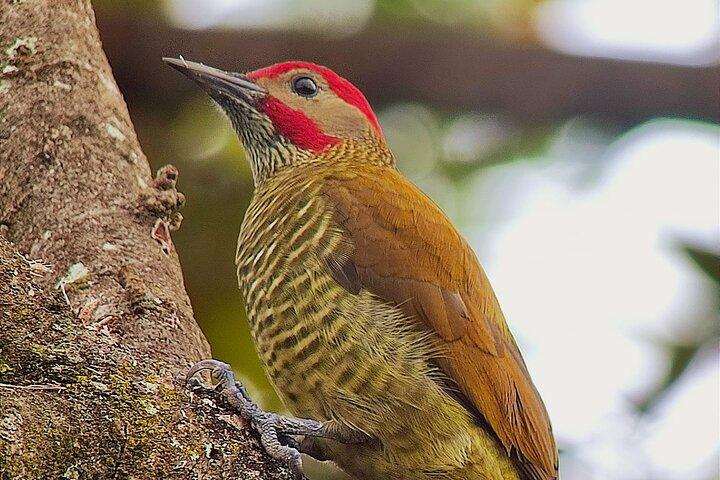 Curi-Cancha Birdwatching Tour in Monteverde