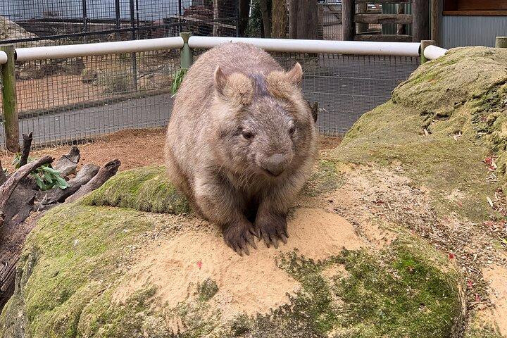 シドニー: 少人数の日帰りツアーとしてのラグジュアリーブルーマウンテンズアドベンチャー