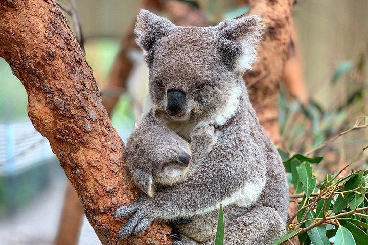 シドニー: 少人数の日帰りツアーとしてのラグジュアリーブルーマウンテンズアドベンチャー