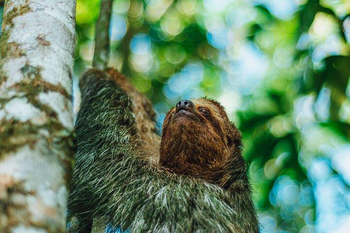 Luiaardtour in La Fortuna - Arenal. NATUURLIJKE LEEFOMGEVING