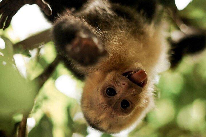 Heldags All-inclusive-tur till Manuel Antonio National Park från San Jose CR