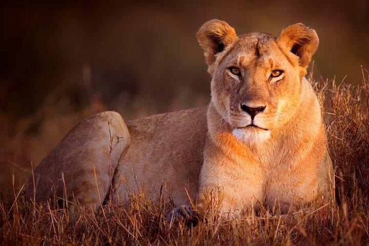 7 Tage Uganda Primaten und Wildlife Private Safari