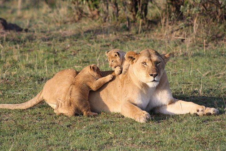 2 dagars Masai Mara privat safari från Nairobi