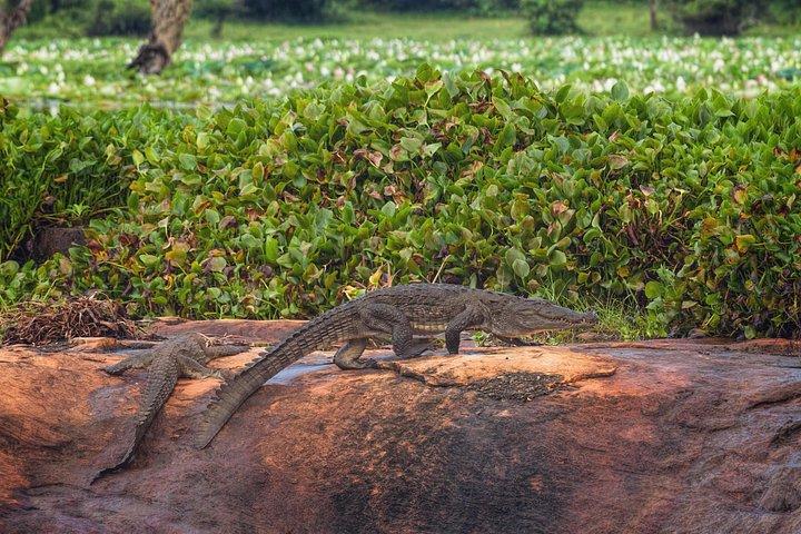 エラ発 - ヤーラ国立公園への日帰り旅行