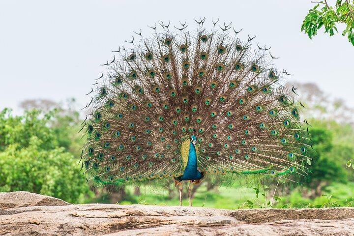 Van Ella - Dagexcursie naar Yala National Park