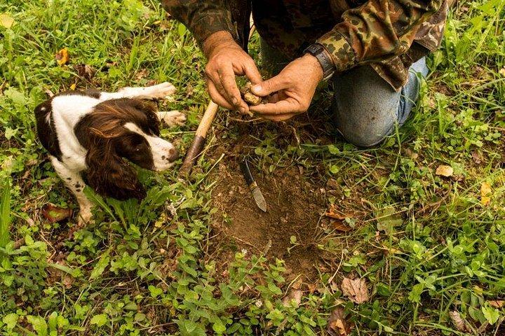 5 Hours Truffle Hunt Experience with Cooking Class