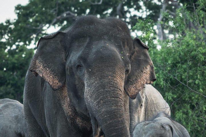 エラ発 - ヤーラ国立公園への日帰り旅行