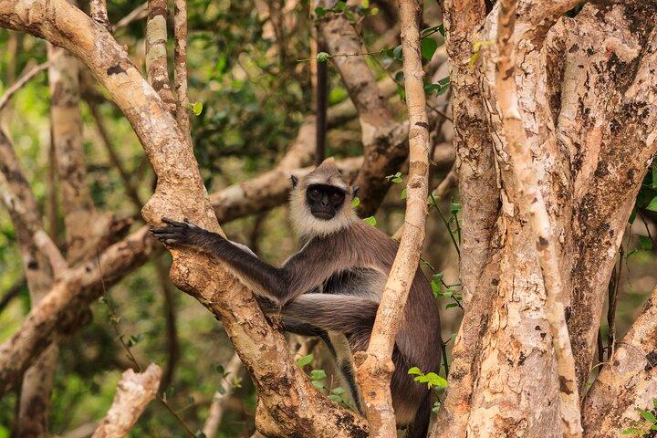 Van Ella - Dagexcursie naar Yala National Park