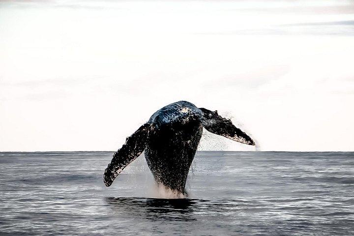 Big Island, Hawaii: Whale Watching Tour