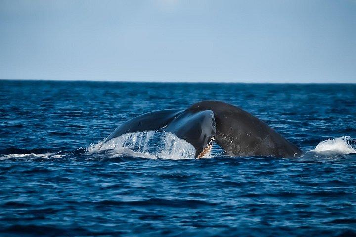 Big Island, Hawaii: Whale Watching Tour